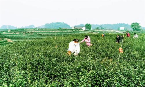 峨眉最新招聘信息,峨眉最新招聘信息及其相关解读